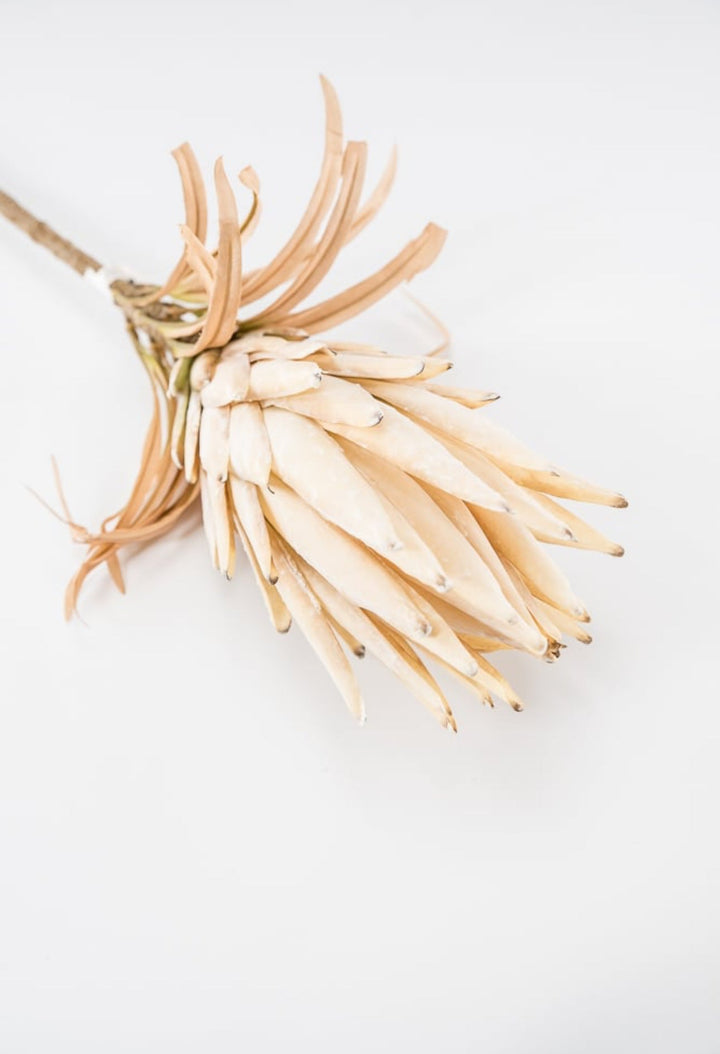 Protea flower stem - large - cream - Greenery Market27846