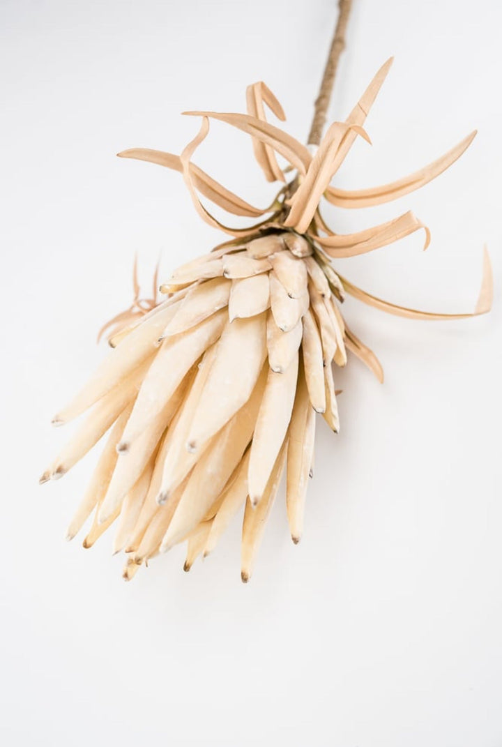 Protea flower stem - large - cream - Greenery Market27846