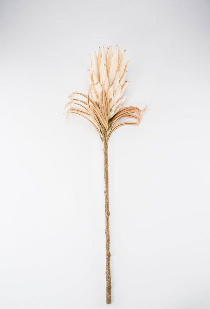 Protea flower stem - large - cream - Greenery Market27846