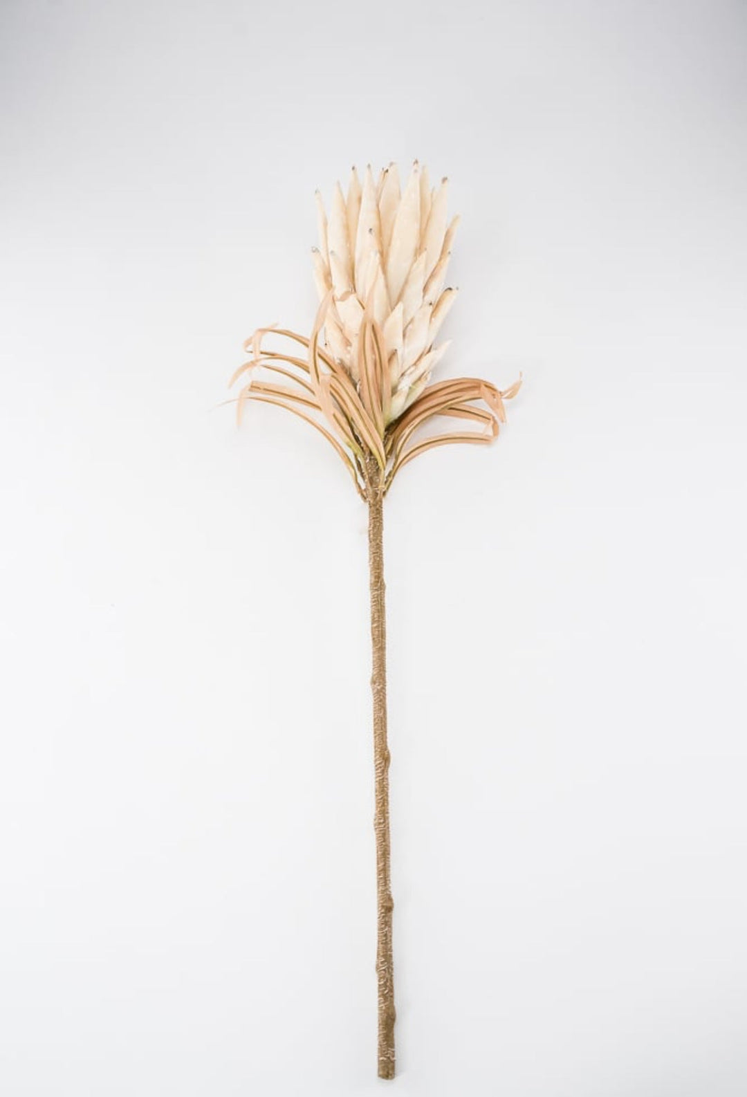 Protea flower stem - large - cream - Greenery Market27846