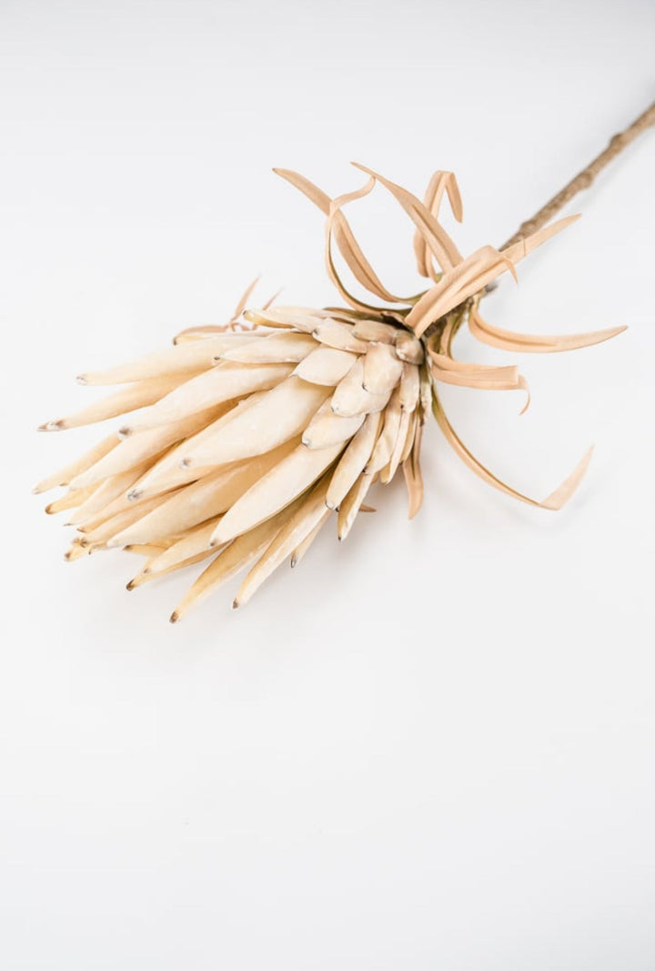 Protea flower stem - large - cream - Greenery Market27846