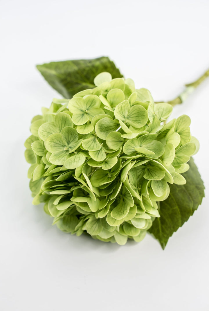 Real touch, Hydrangea stem - green - Greenery MarketMTF24138 GREEN