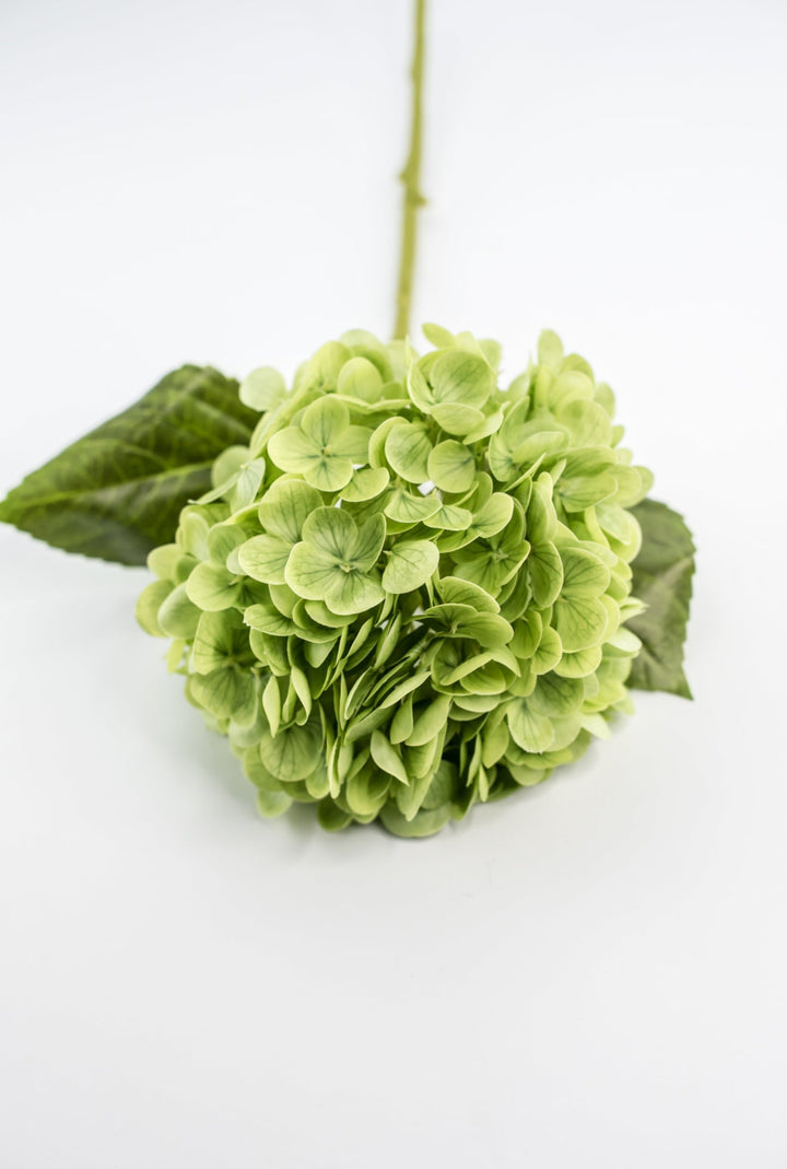Real touch, Hydrangea stem - green - Greenery MarketMTF24138 GREEN