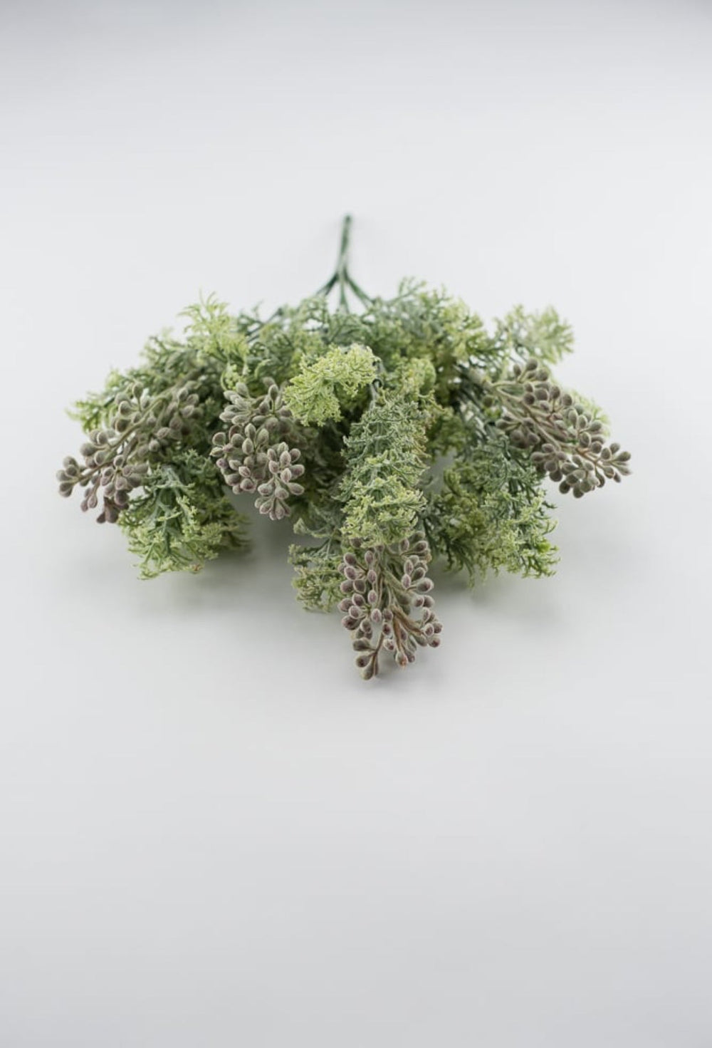 Sage green lace leaf greenery bush - Greenery MarketFL4522 - SG