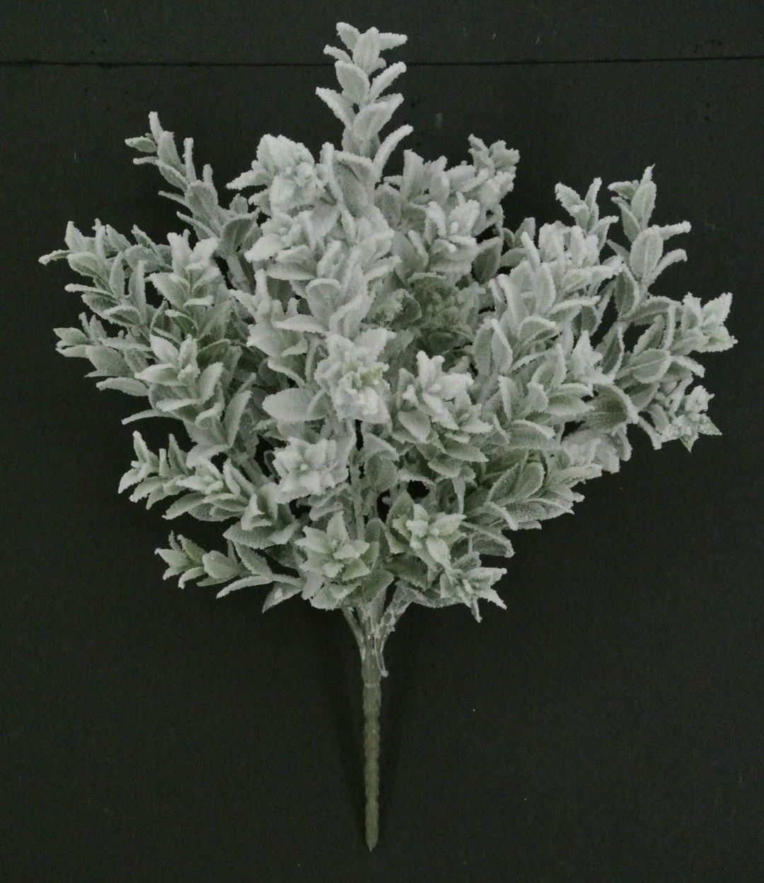 Snowed Tea Leaf Bush - Greenery Market85286