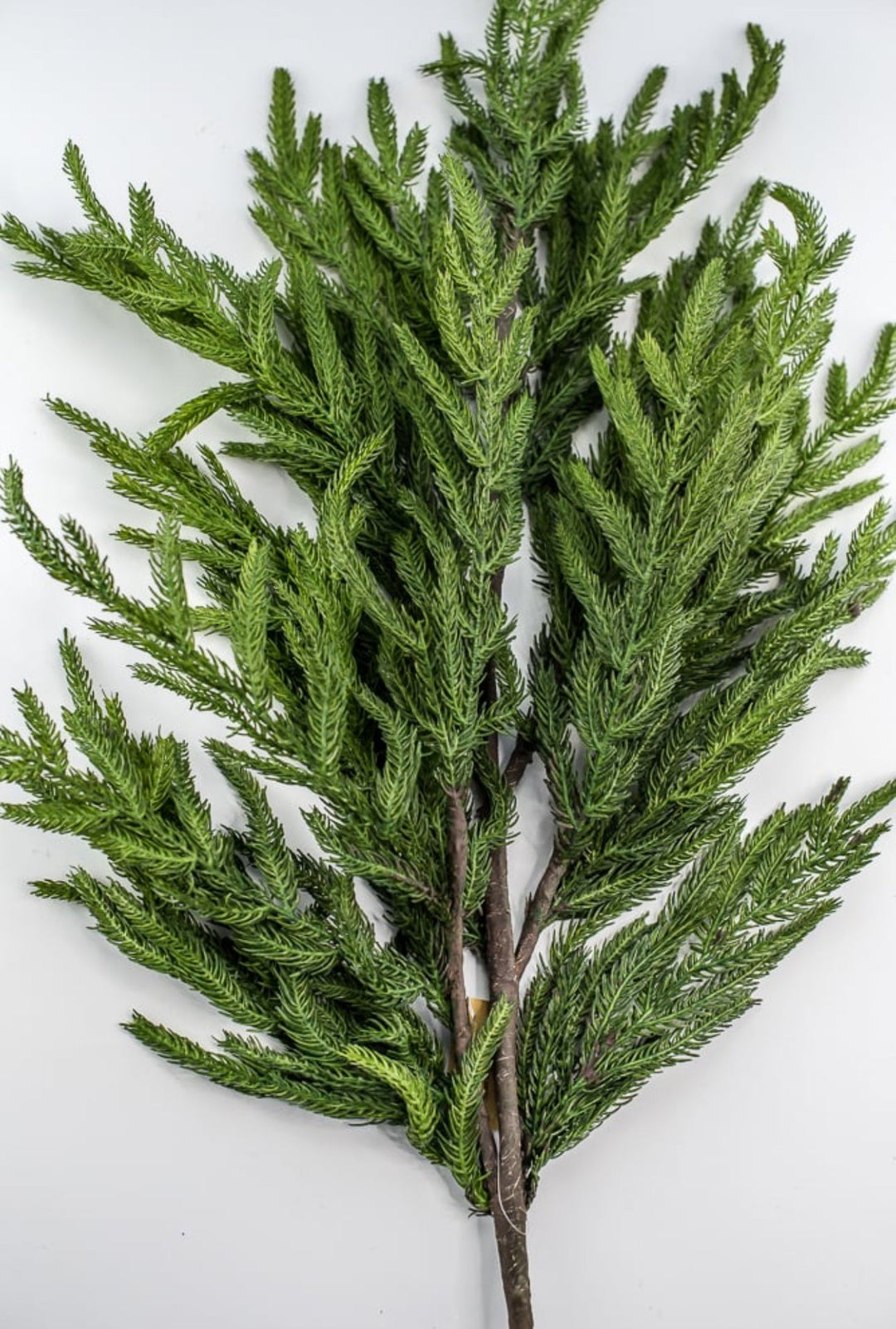 Soft touch Norfolk pine spray 38” - Greenery Market244951