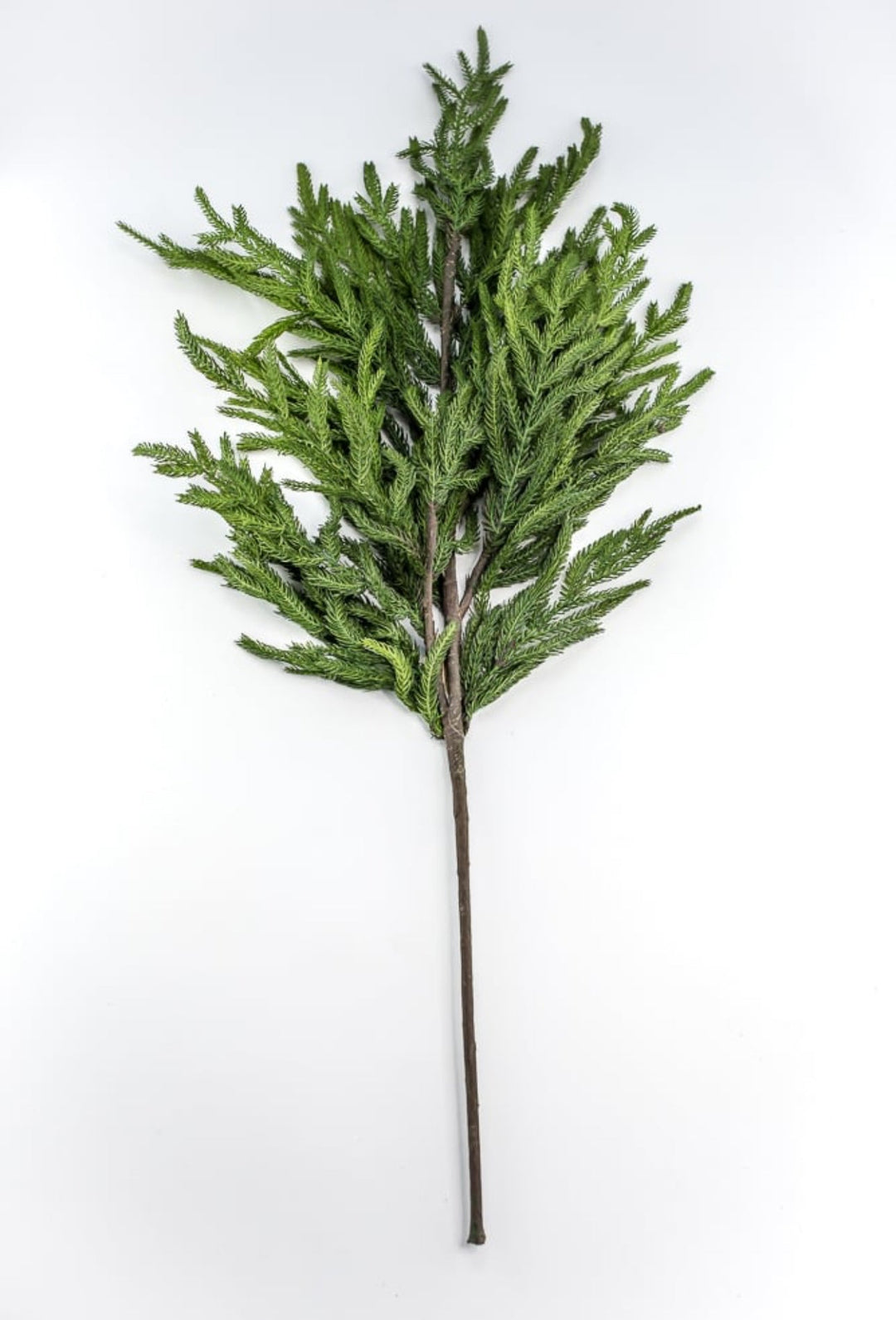 Soft touch Norfolk pine spray 38” - Greenery Market244951