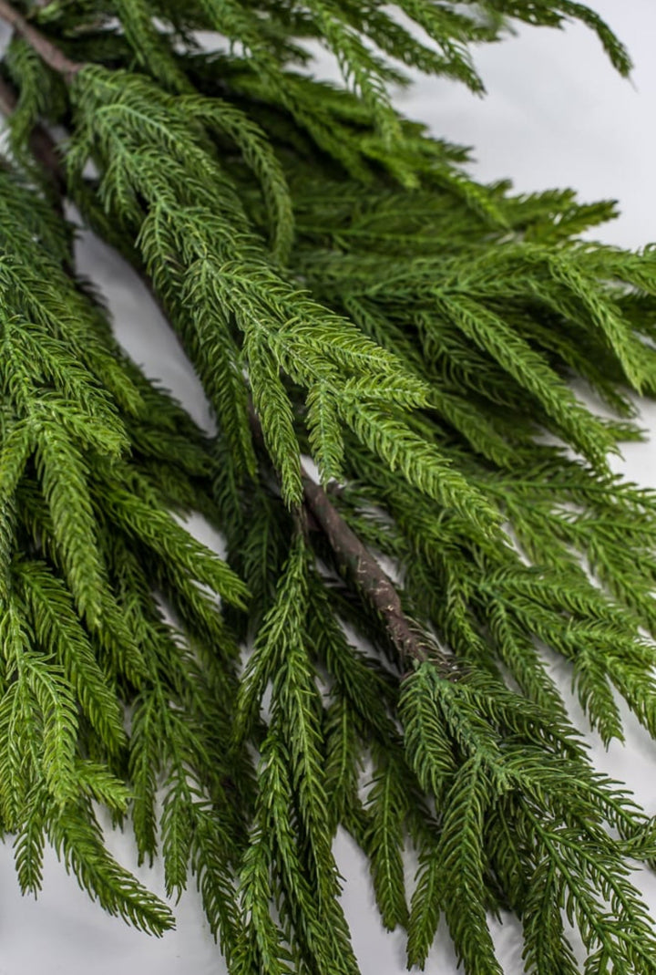Soft touch Norfolk pine spray 38” - Greenery Market244951