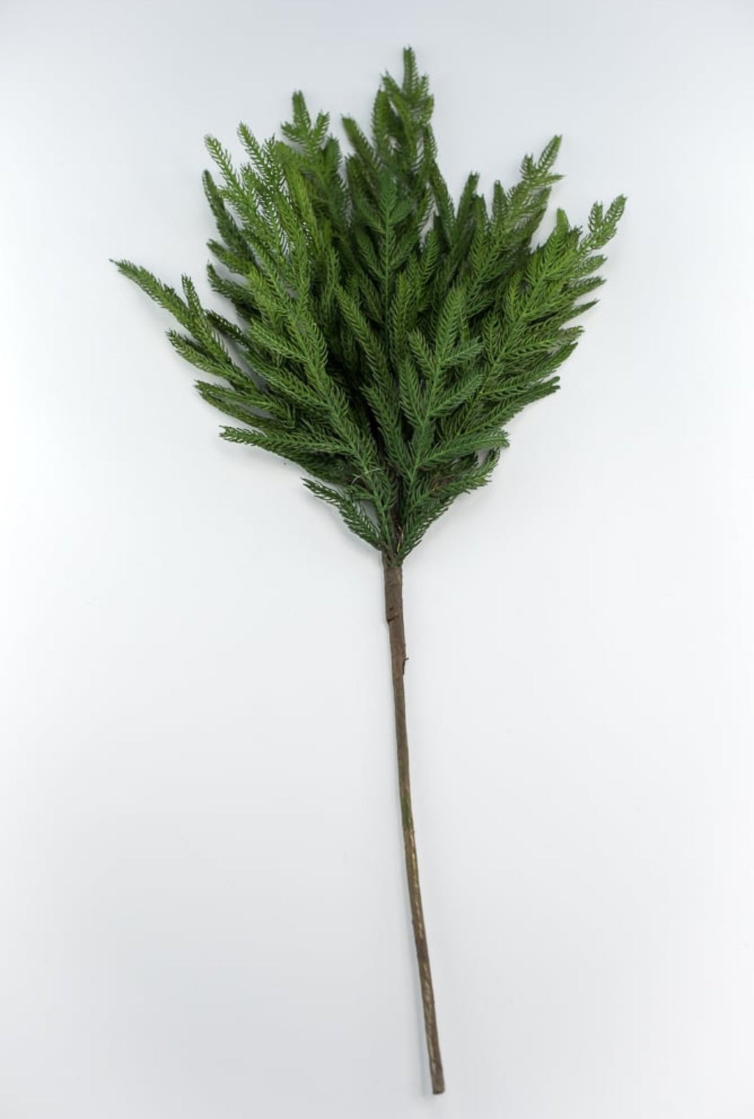 Soft touch Norfolk pine spray - Greenery Market204749