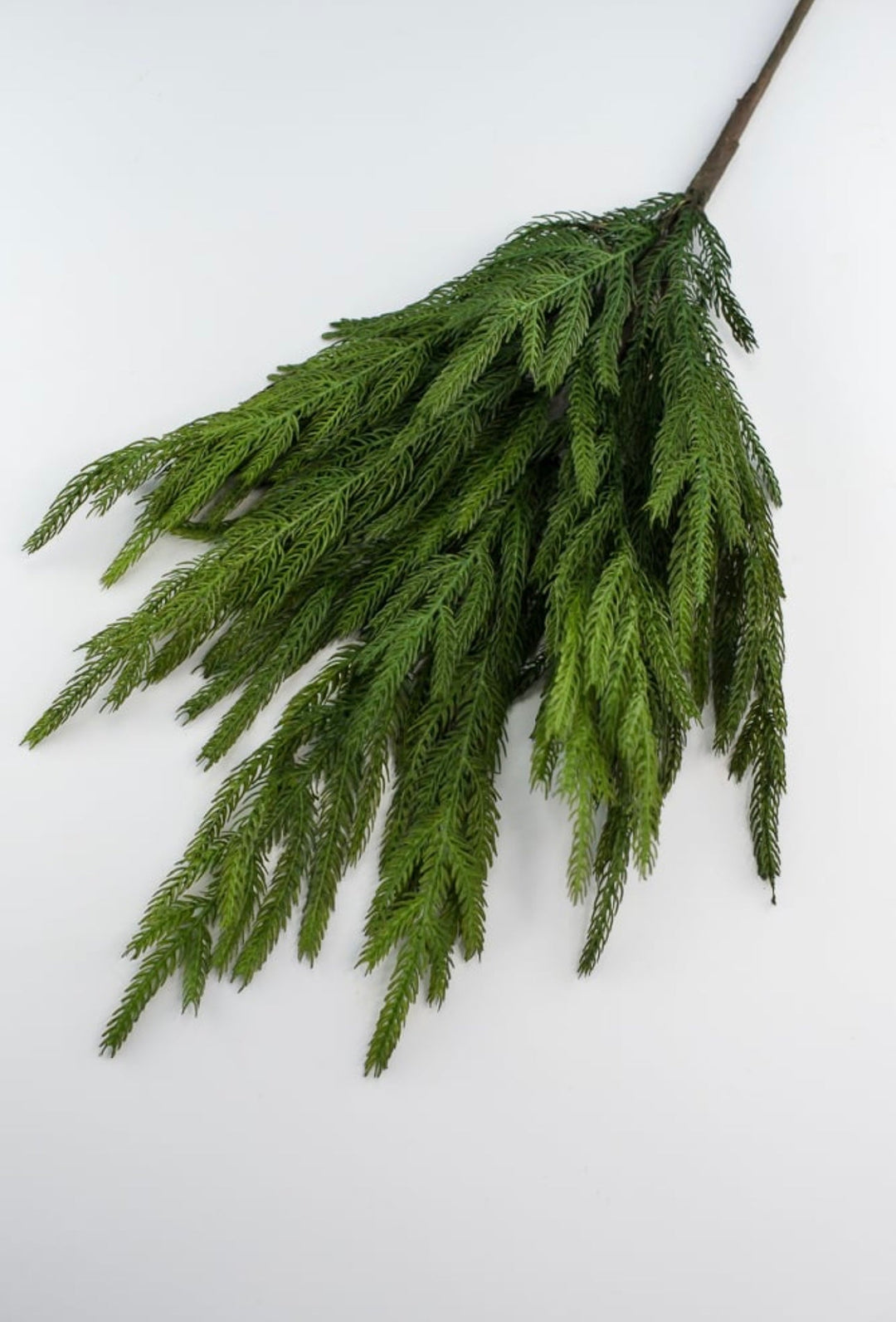 Soft touch Norfolk pine spray - Greenery Market204749