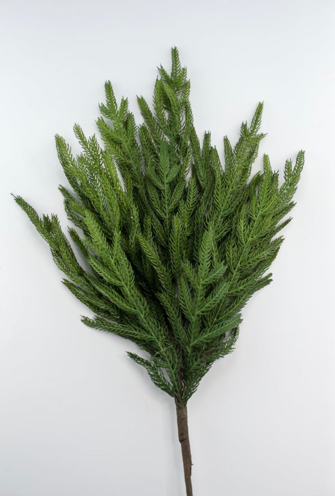 Soft touch Norfolk pine spray - Greenery Market204749