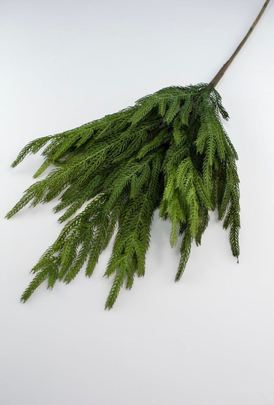 Soft touch Norfolk pine spray - Greenery Market204749