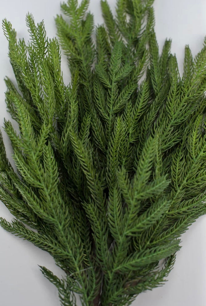 Soft touch Norfolk pine spray - Greenery Market204749