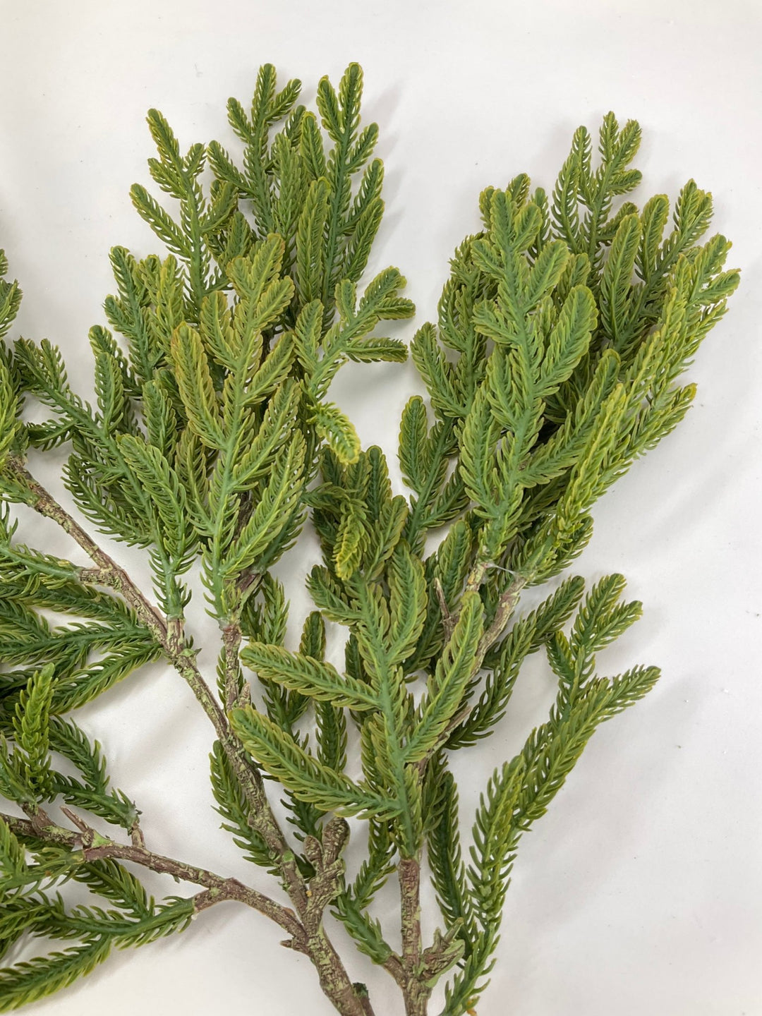 Soft Touch, Pine, Pine Spray - Greenery Market28613