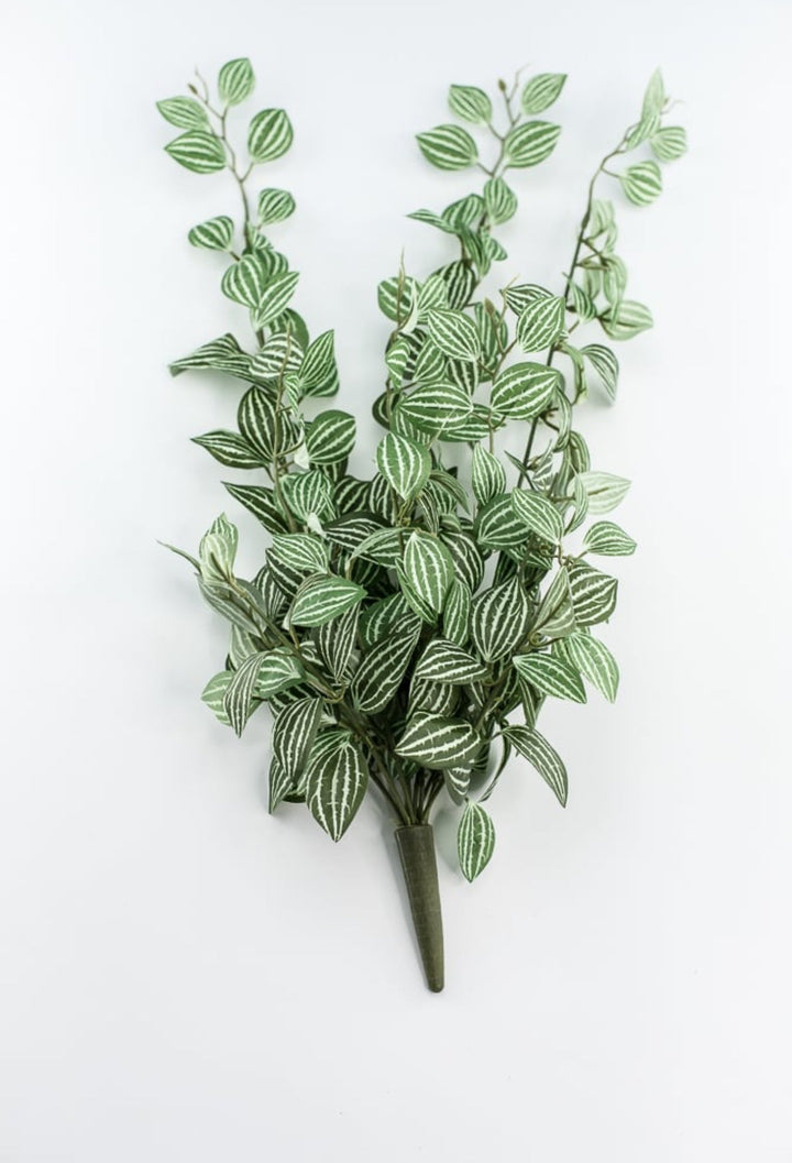 Soft touch, Watermelon peperomia bush vine - Greenery Marketspring summer greeneryfl5693 - gc