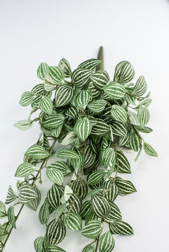 Soft touch, Watermelon peperomia bush vine - Greenery Marketspring summer greeneryfl5693 - gc