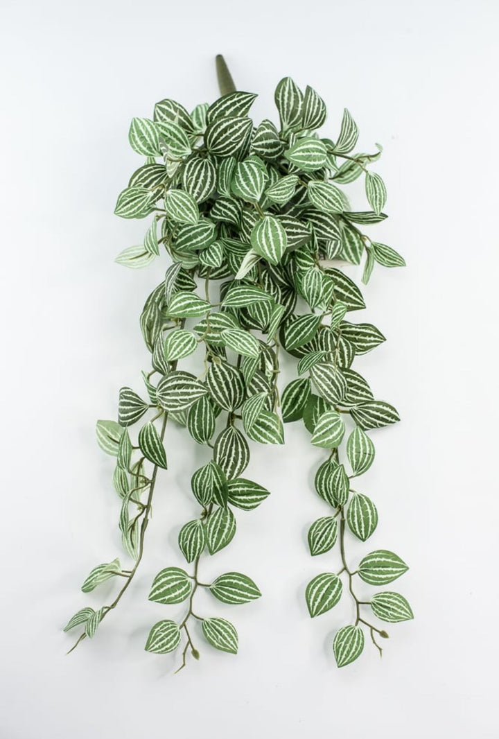 Soft touch, Watermelon peperomia bush vine - Greenery Marketspring summer greeneryfl5693 - gc