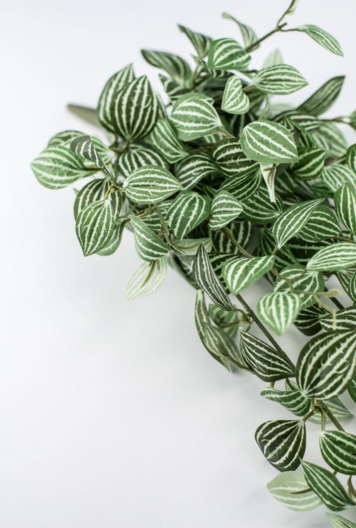 Soft touch, Watermelon peperomia bush vine - Greenery Marketspring summer greeneryfl5693 - gc