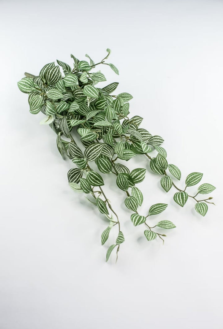 Soft touch, Watermelon peperomia bush vine - Greenery Marketspring summer greeneryfl5693 - gc