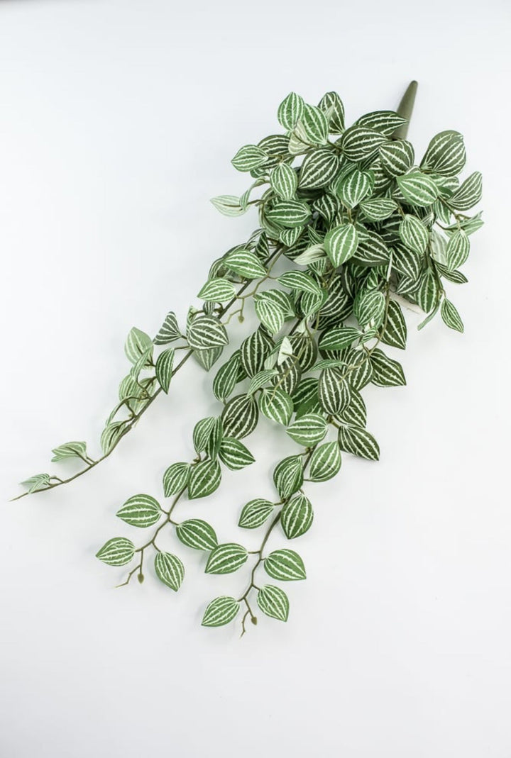 Soft touch, Watermelon peperomia bush vine - Greenery Marketspring summer greeneryfl5693 - gc