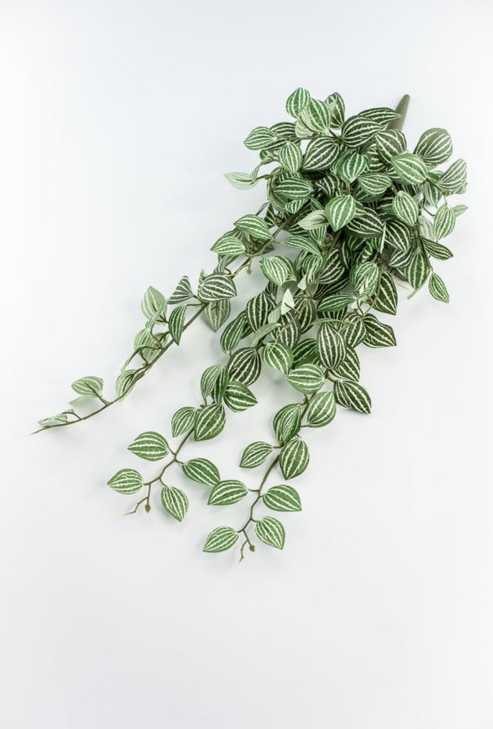 Soft touch, Watermelon peperomia bush vine - Greenery Marketspring summer greeneryfl5693 - gc