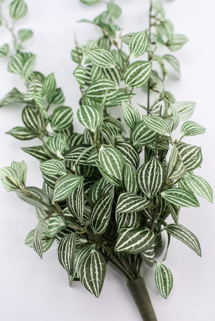 Soft touch, Watermelon peperomia bush vine - Greenery Marketspring summer greeneryfl5693 - gc