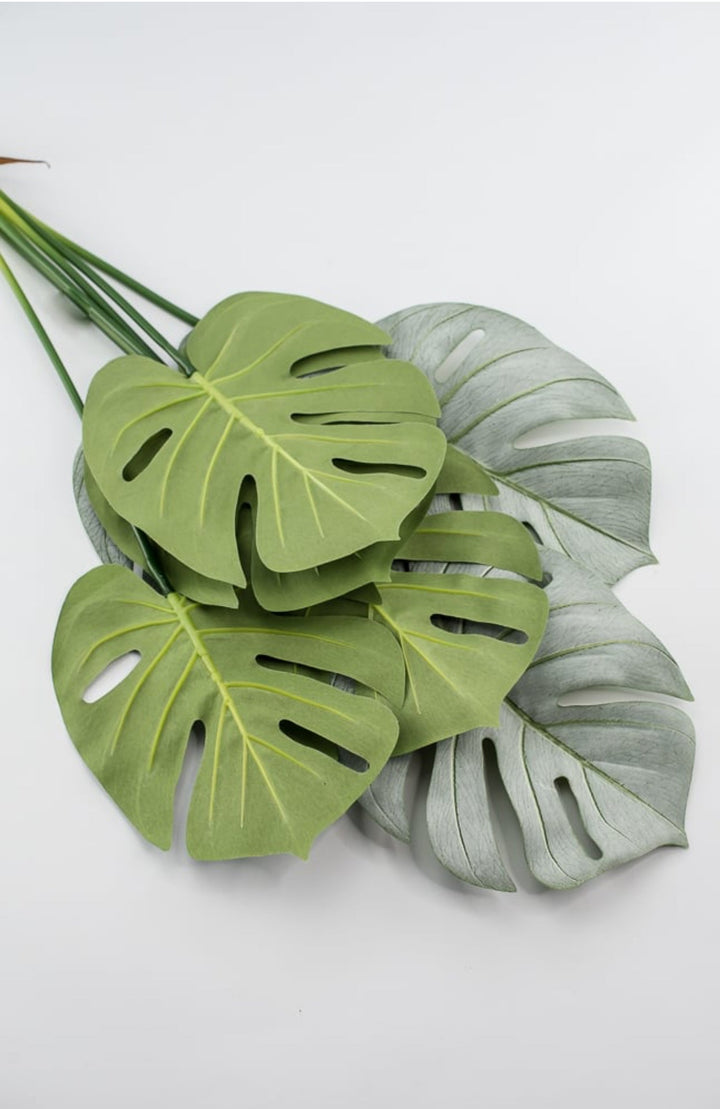 Tropical Turtle leaves plant bush - Greenery Marketgreenery25225