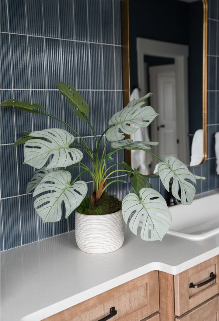 Tropical Turtle leaves plant bush - Greenery Marketgreenery25225