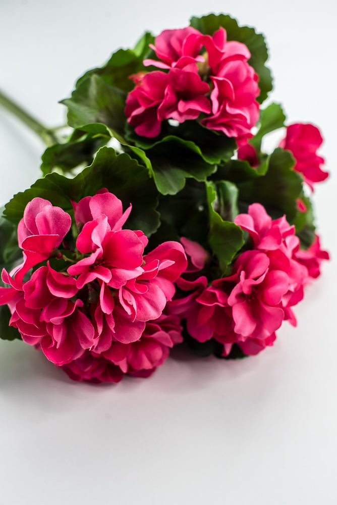 UV Protected Outdoor Geranium Bush, Hot Pink - Greenery MarketMTF24525 HTPK