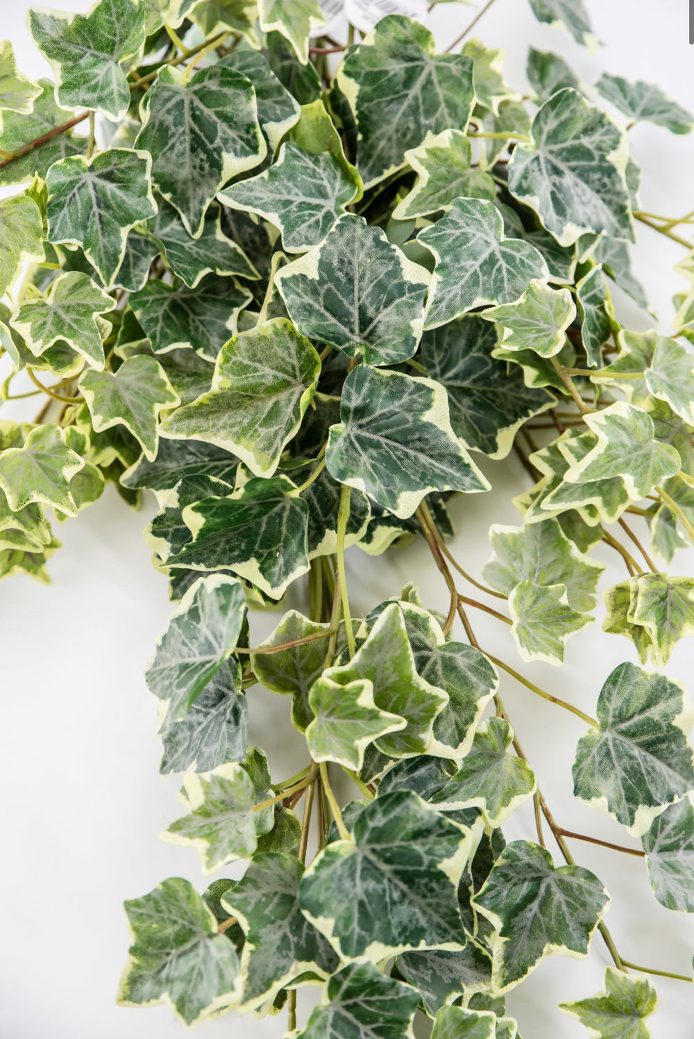 Variegated Green Ivy Spray x Bulk 6 Sprays - Greenery MarketMTF24582 VRGR x 6 sprays