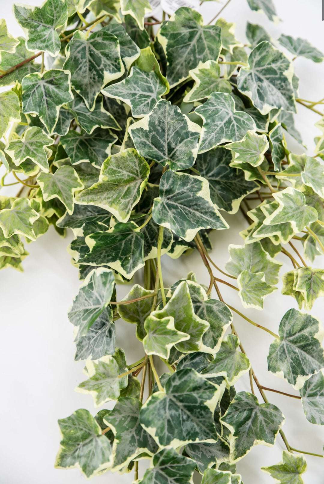 Variegated Green Ivy Spray x Bulk 6 Sprays - Greenery MarketMTF24582 VRGR x 6 sprays