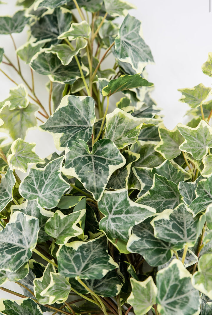 Variegated Green Ivy Spray x Bulk 6 Sprays - Greenery MarketMTF24582 VRGR x 6 sprays