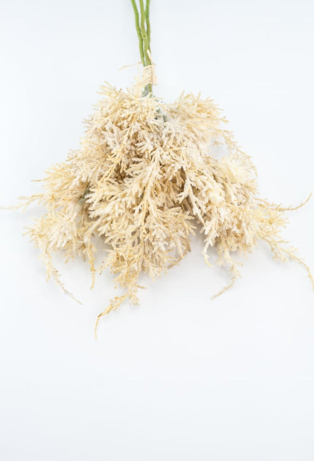 Wheat Grass Bundle - Cream - Greenery Market27880