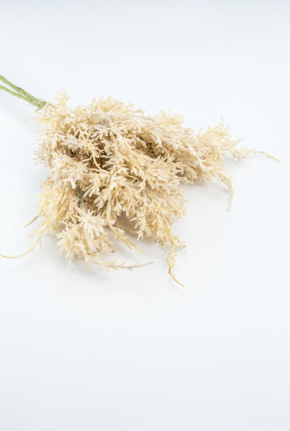 Wheat Grass Bundle - Cream - Greenery Market27880