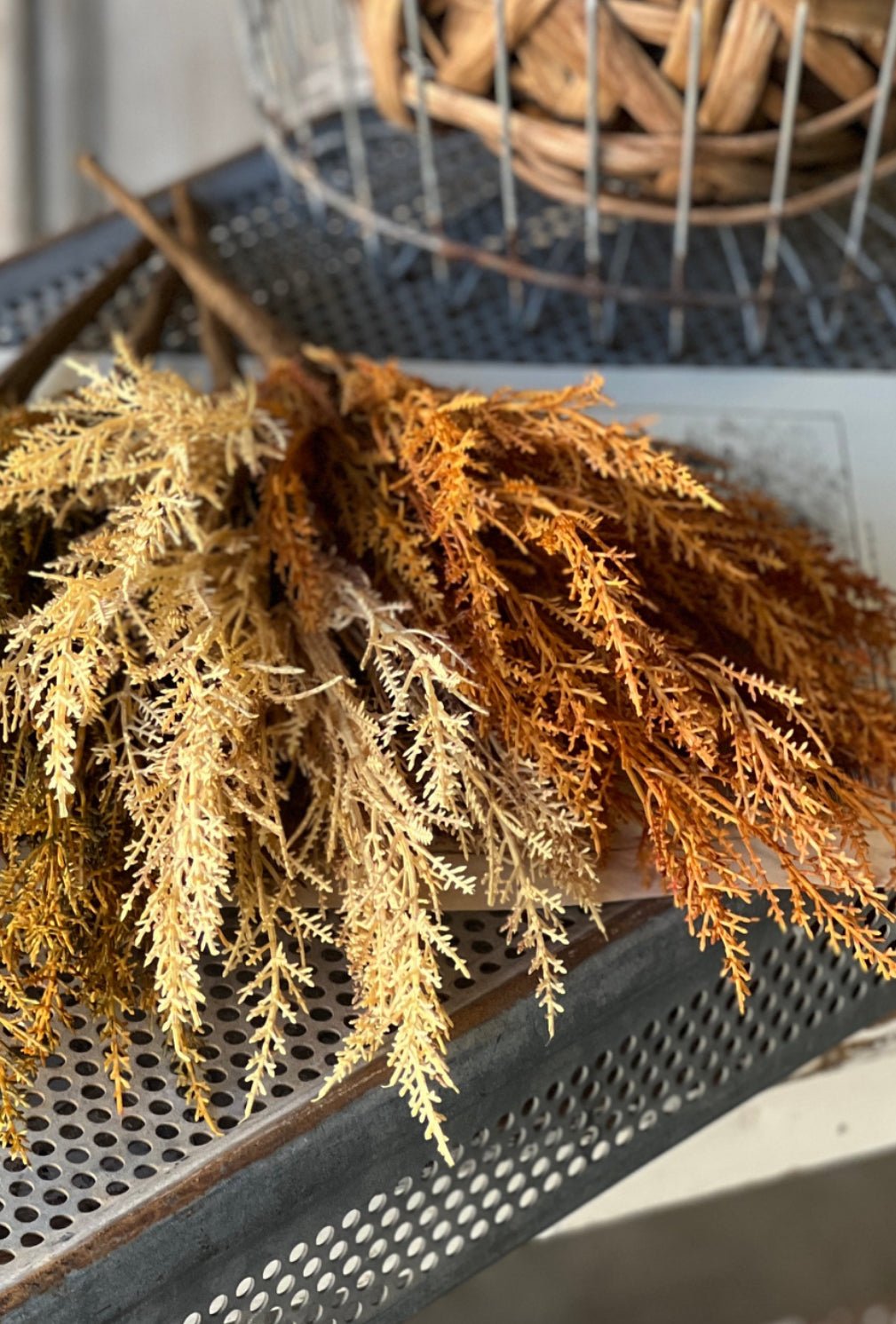 Wild wheat bush - rusty - Greenery MarketgreeneryXVP4370