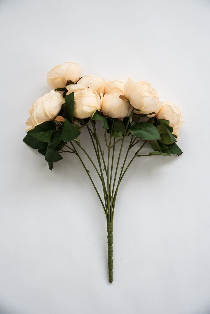 Cream cabbage rose bush - Greenery Market26905