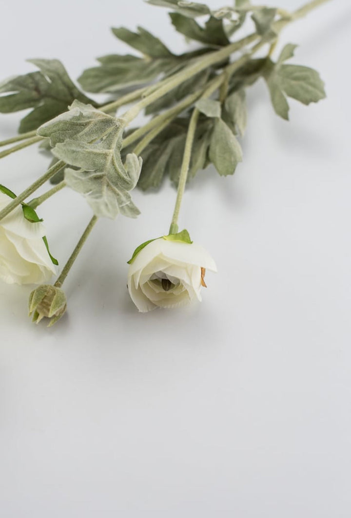 Off white ranunculus spray - Greenery Market84072-CR