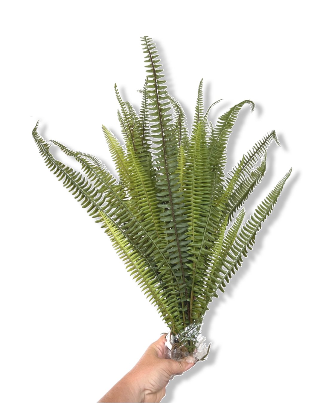 X large container Fern - Greenery Market greenery