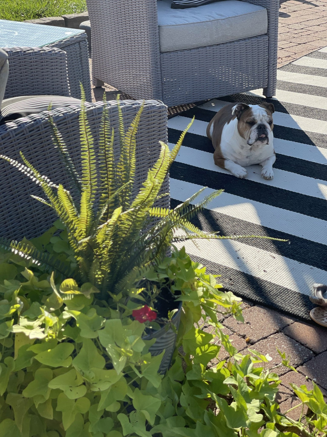 X large container Fern - Greenery Market greenery