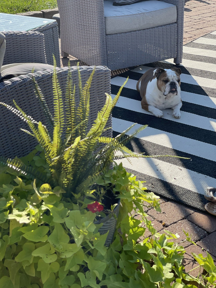 X large container Fern - Greenery Market greenery
