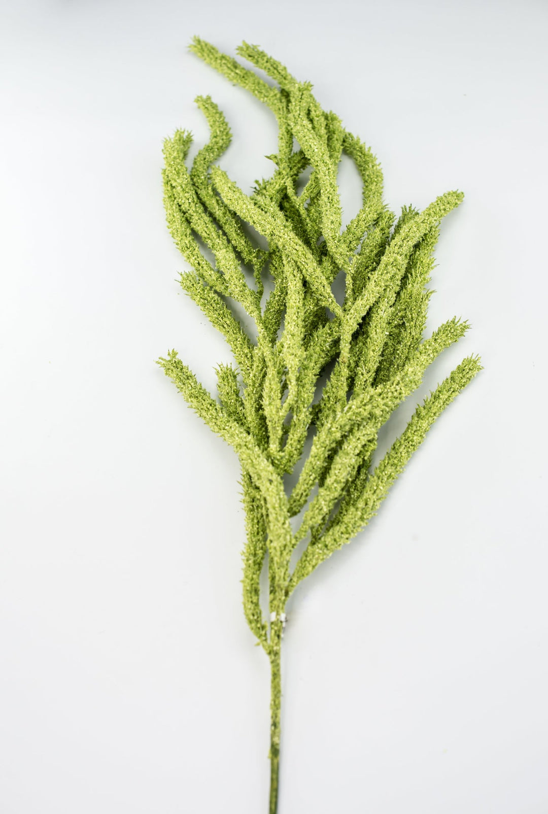 Amaranthus hanging spray - light green - Greenery Marketspring summer greeneryFL6359/LG