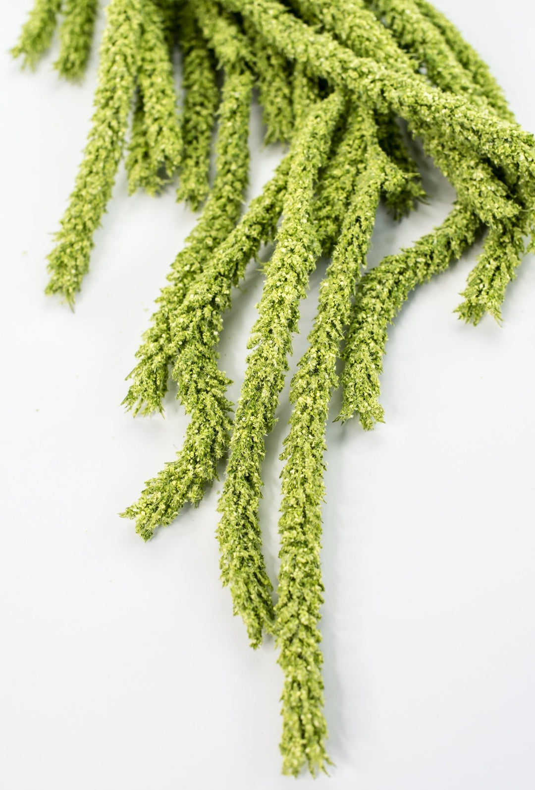 Amaranthus hanging spray - light green - Greenery Marketspring summer greeneryFL6359/LG