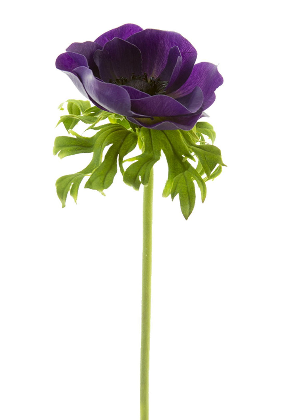 Anemone stem - purple - Greenery Market2270026PP