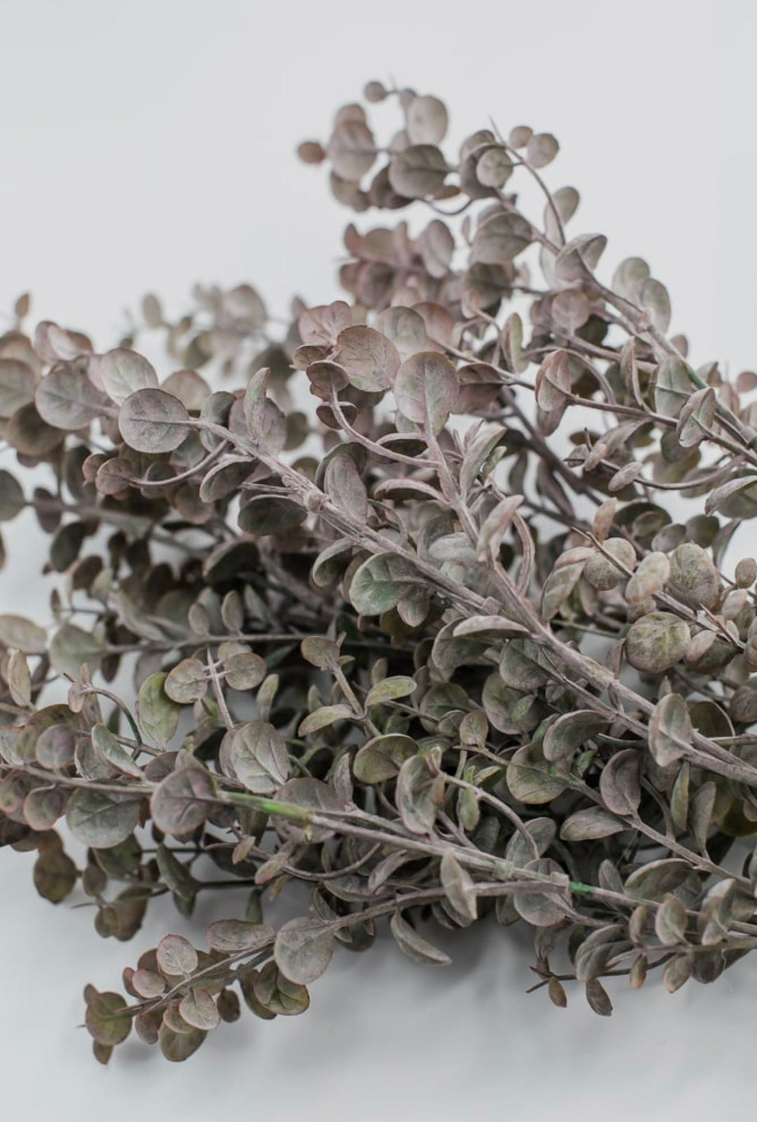 Antiqued Boxwood Bush - Greenery Market13640BNGN
