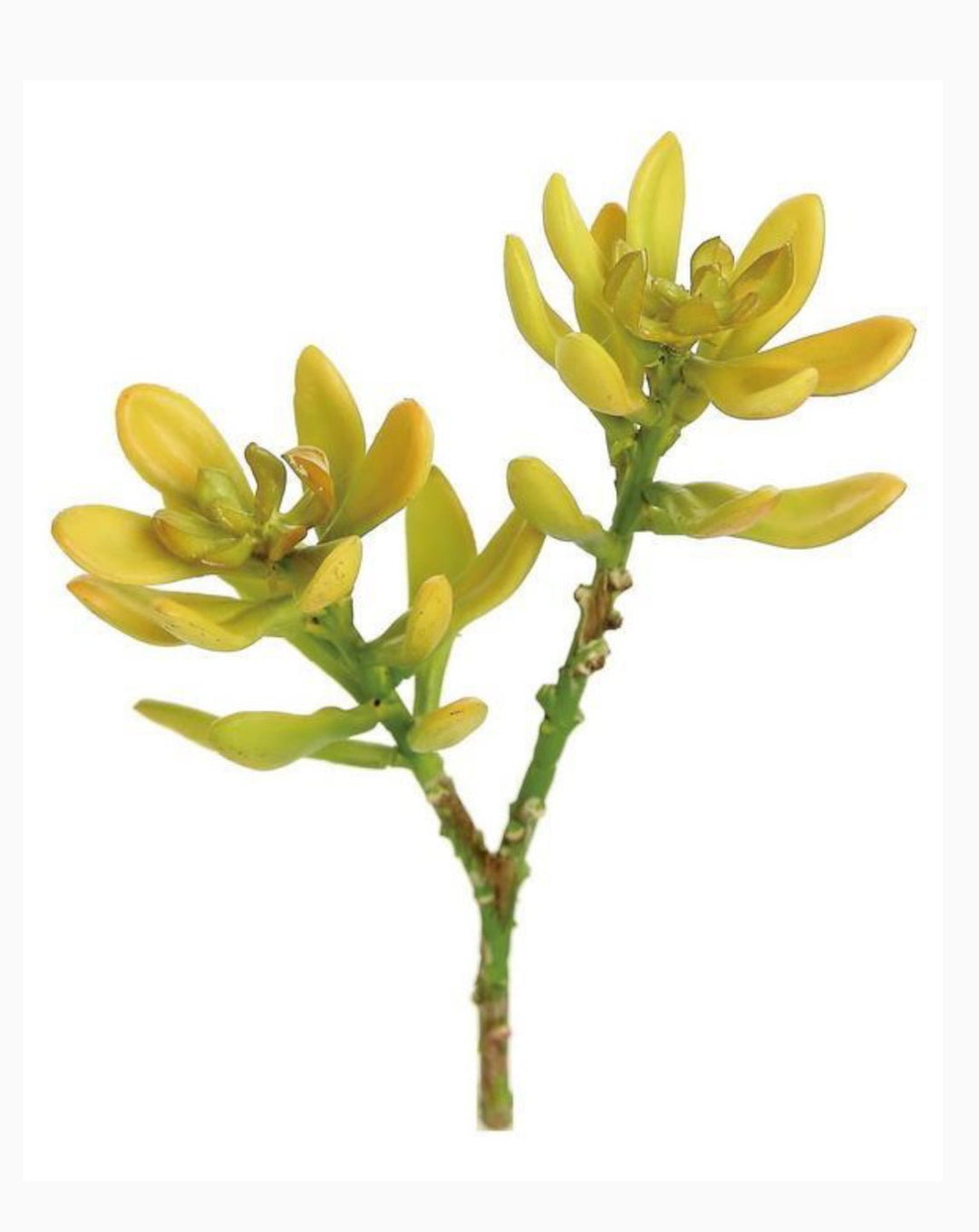 Artificial Ice Plant Succulent Pick - Greenery MarketFL4107 - YG