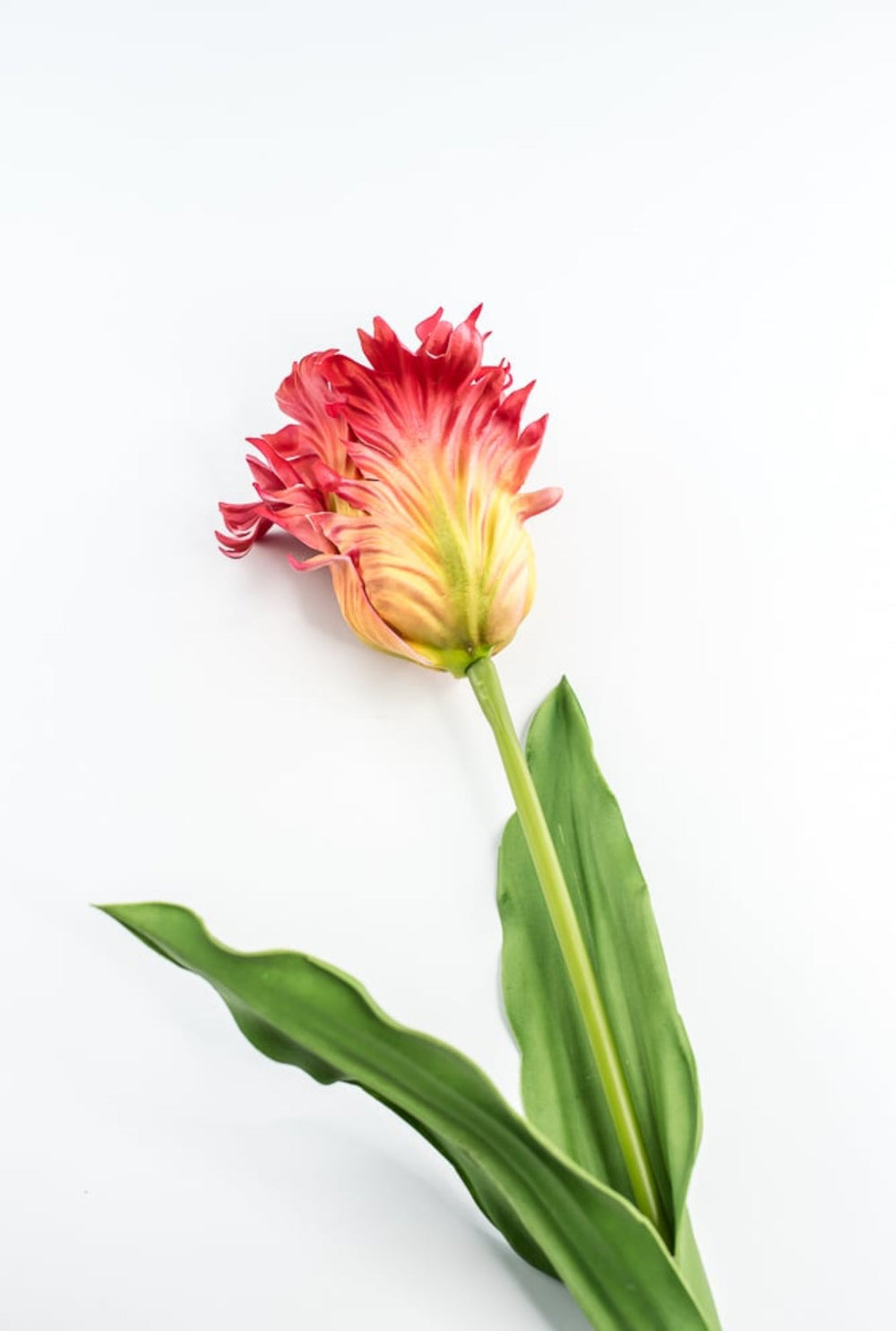 Artificial, red & yellow, parrot tulip stem - Greenery MarketArtificial Flora2260032RD