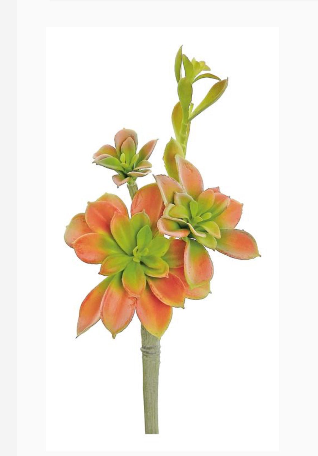 Artificial Sprouting Succulent Pick - Greenery MarketFL4139 - COR