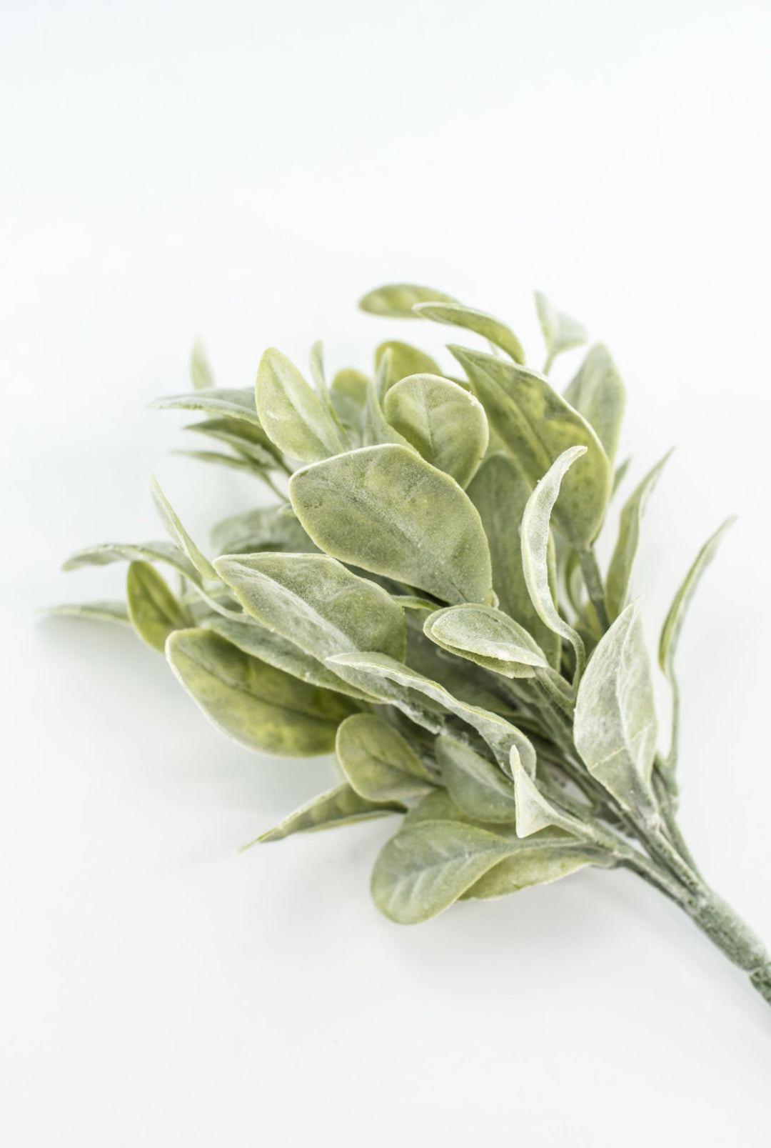 Bay leaves bush green - Greenery Marketgreenery2320107FG