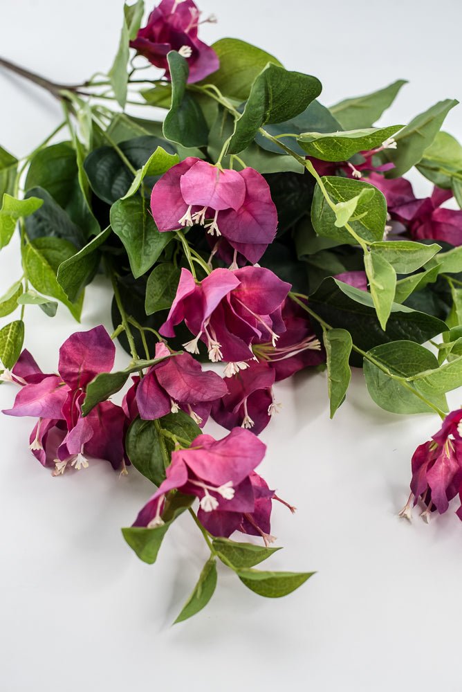 Beauty Pink Bougainvillea Bush - Greenery Market28138