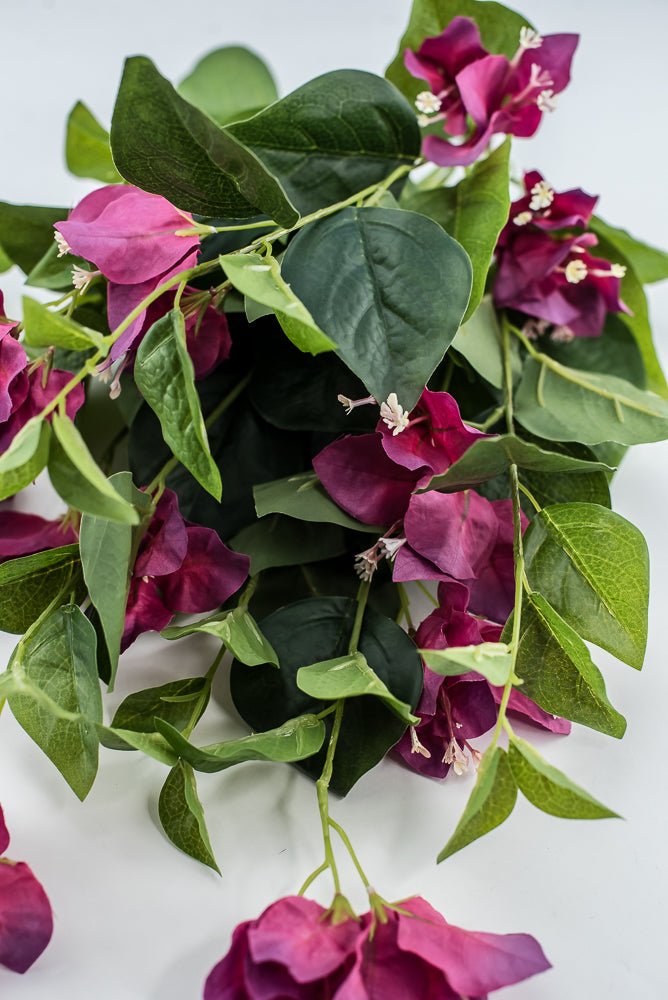 Beauty Pink Bougainvillea Bush - Greenery Market28138